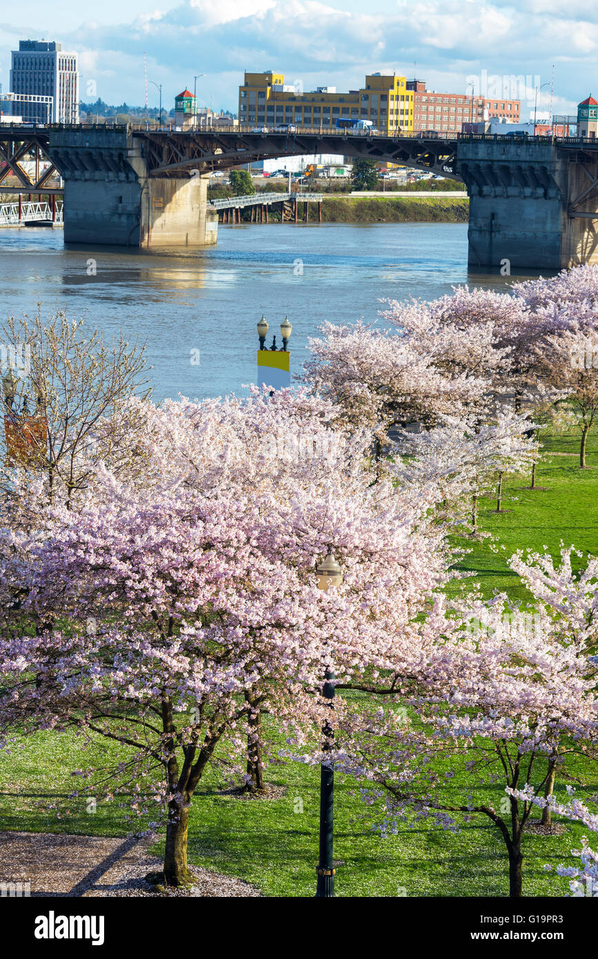 Kirschblüten und Burnside Bridge in der Innenstadt von Portland, Oregon in den Frühling Stockfoto