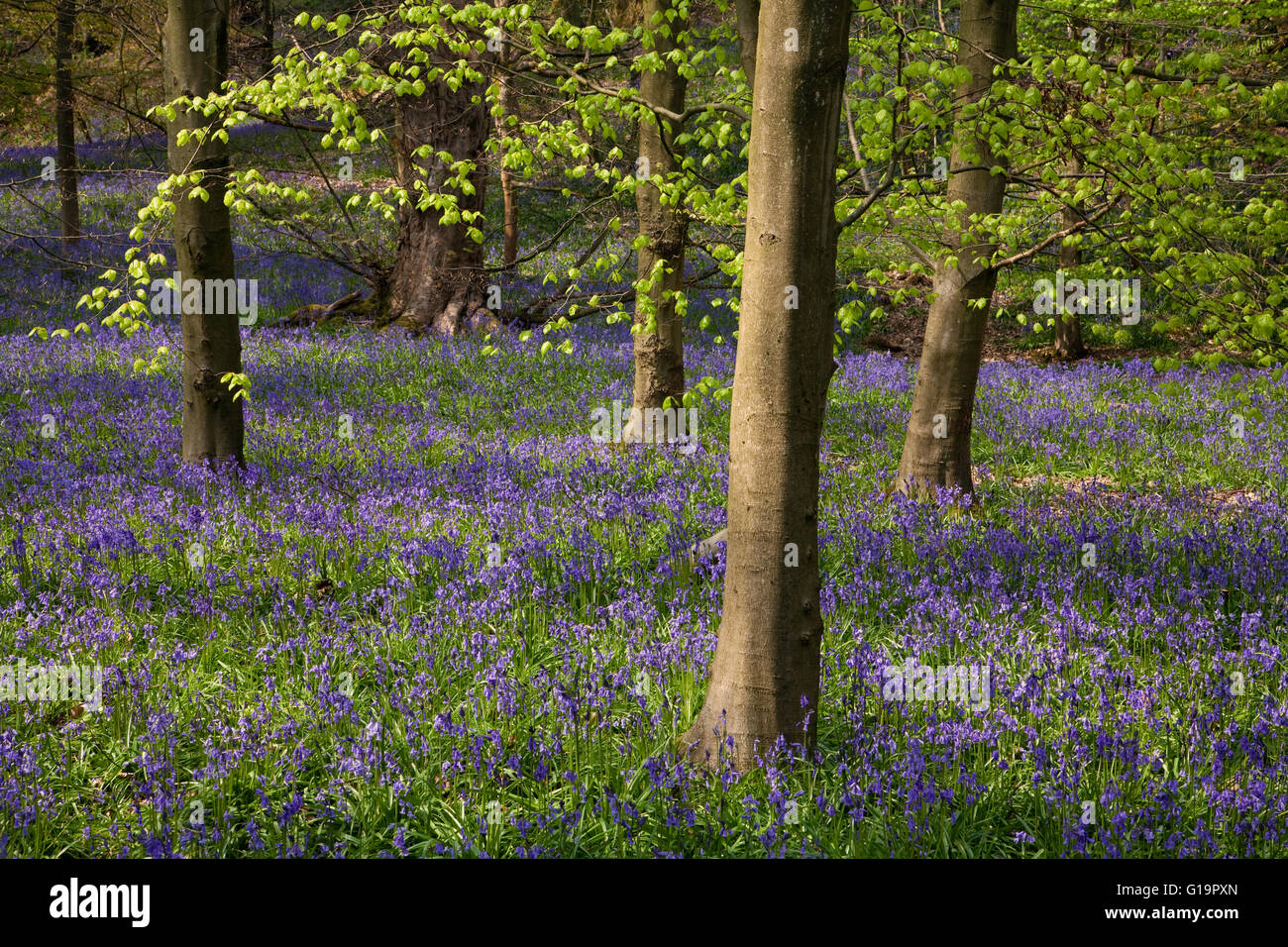 Glockenblumen in Middleton Woods, in der Nähe von Ilkley, Yorkshire, Großbritannien Stockfoto