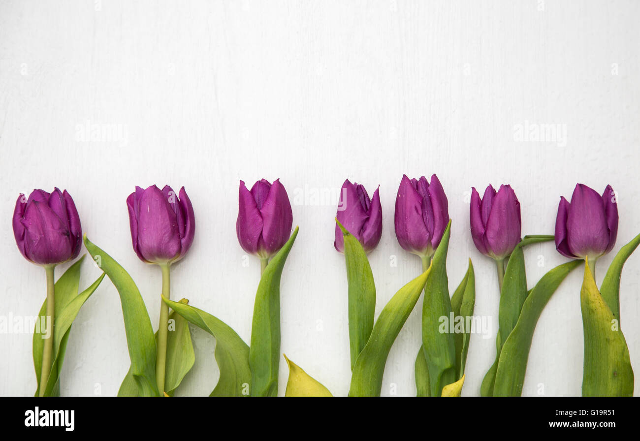 Violette Tulpen in einer Reihe Stockfoto