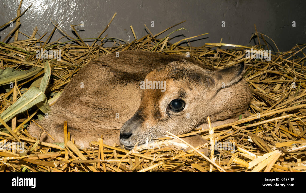 Neugeborenen Dama Gazelle, Tag nach der Geburt Stockfoto