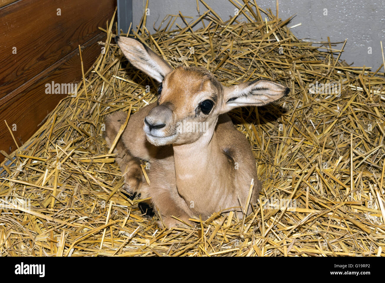 Neugeborenen Dama Gazelle, 2 Wochen nach der Geburt Stockfoto