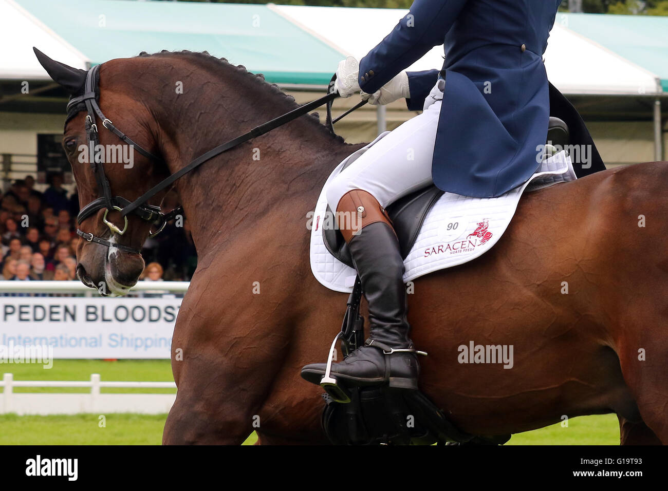 Francis Whittington (Großbritannien) auf übereilte Imp in der Dressur bei der Land Rover Burghley Horse Trials 2015 Stockfoto