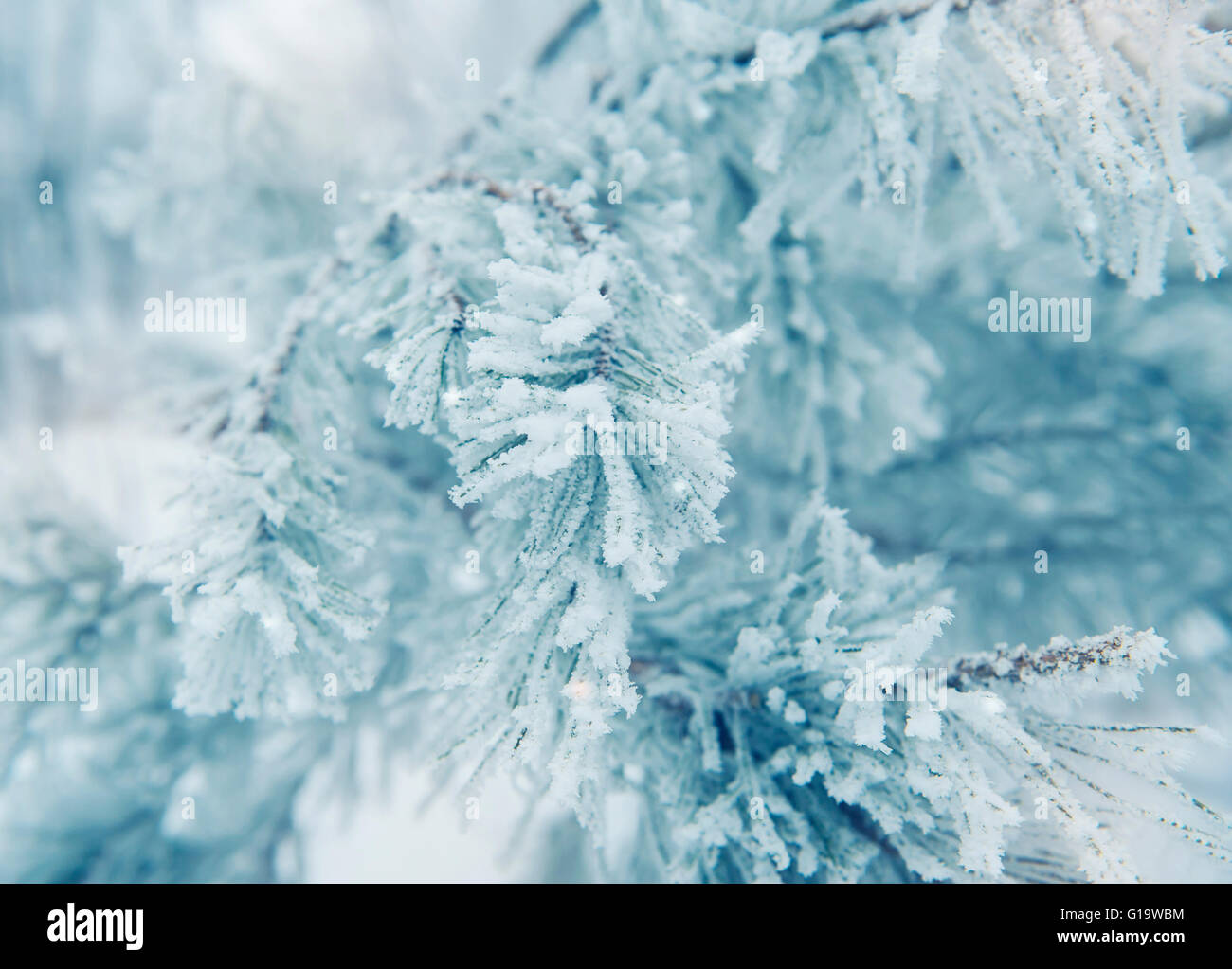 Hintergrund mit verschneiten Tannenzweigen Stockfoto