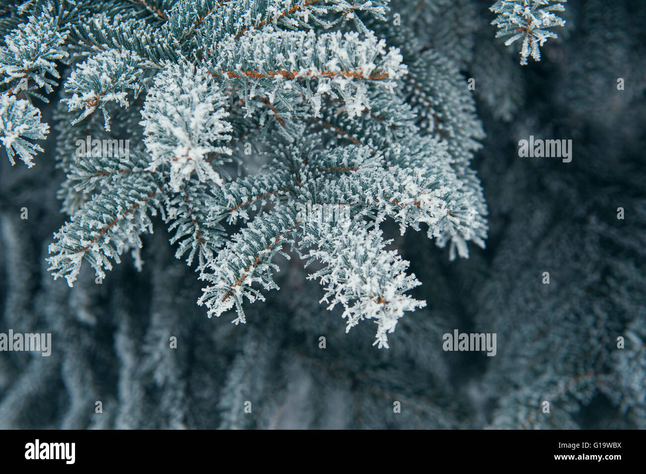 Weihnachten Hintergrund der schneebedeckten Bäumen Stockfoto