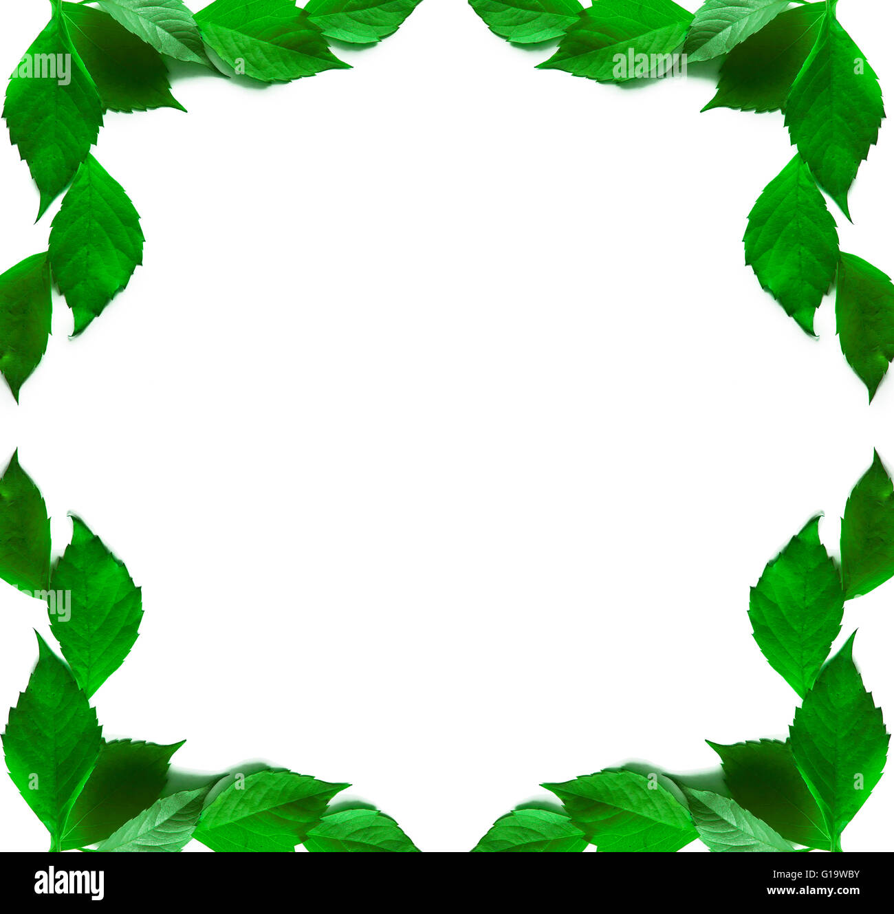 Rahmen aus grünen Blättern auf einem weißen Hintergrund Stockfoto