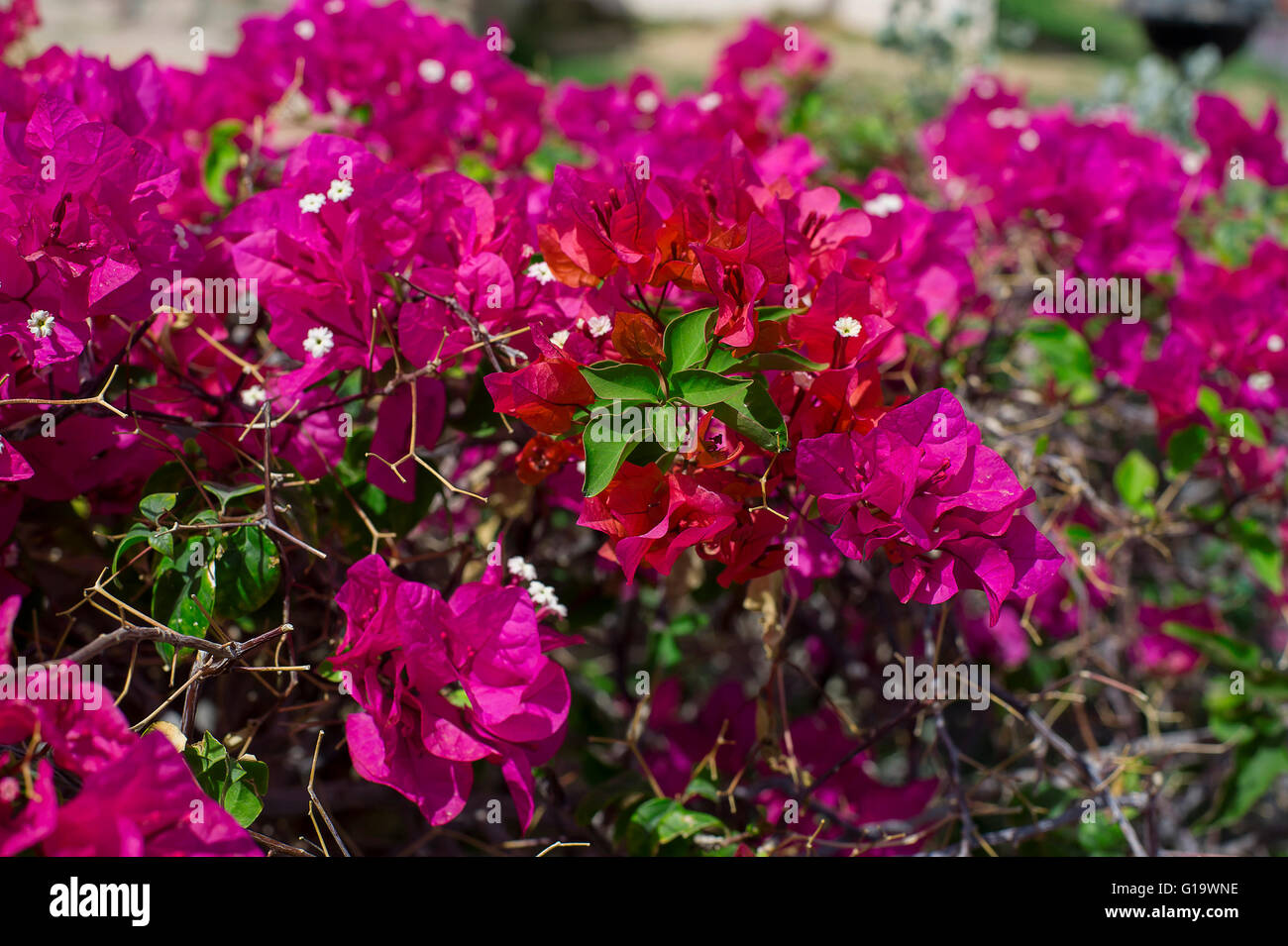 Schöne rosa Trauerweiden Stockfoto