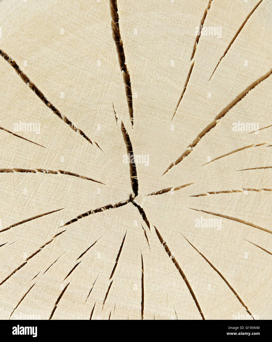 Ende des erfahrenen Holzscheit, radiale Trocknung Muster Stockfoto