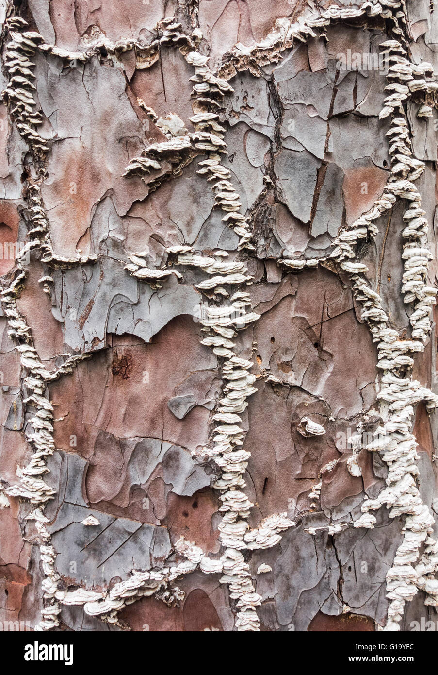 Pilz/Pilze auf Kanarische Kiefer (Pinus Canariensis) Baumrinde. Stockfoto