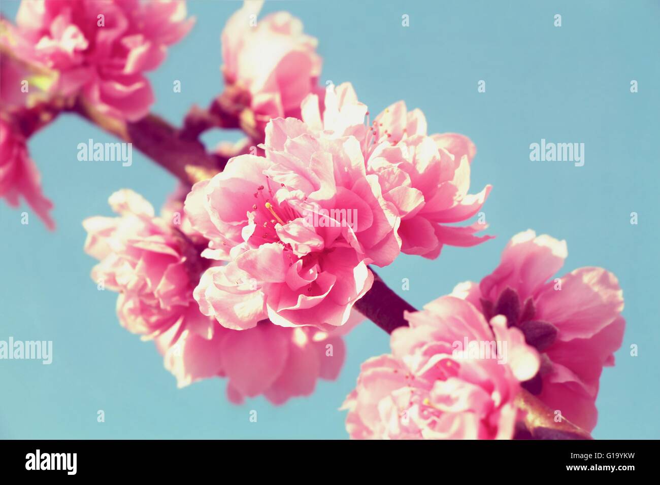 Sakura, Pink Cherry Blossom Ion blau Himmelshintergrund Stockfoto