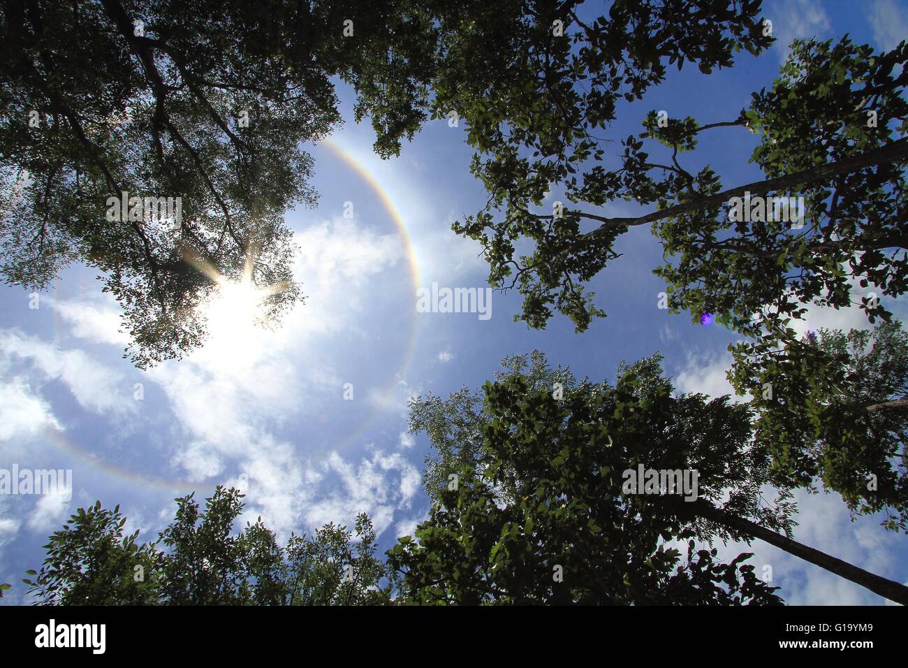 Silhouette der großen Bäume mit Korona der Sonne am blauen Himmel Stockfoto
