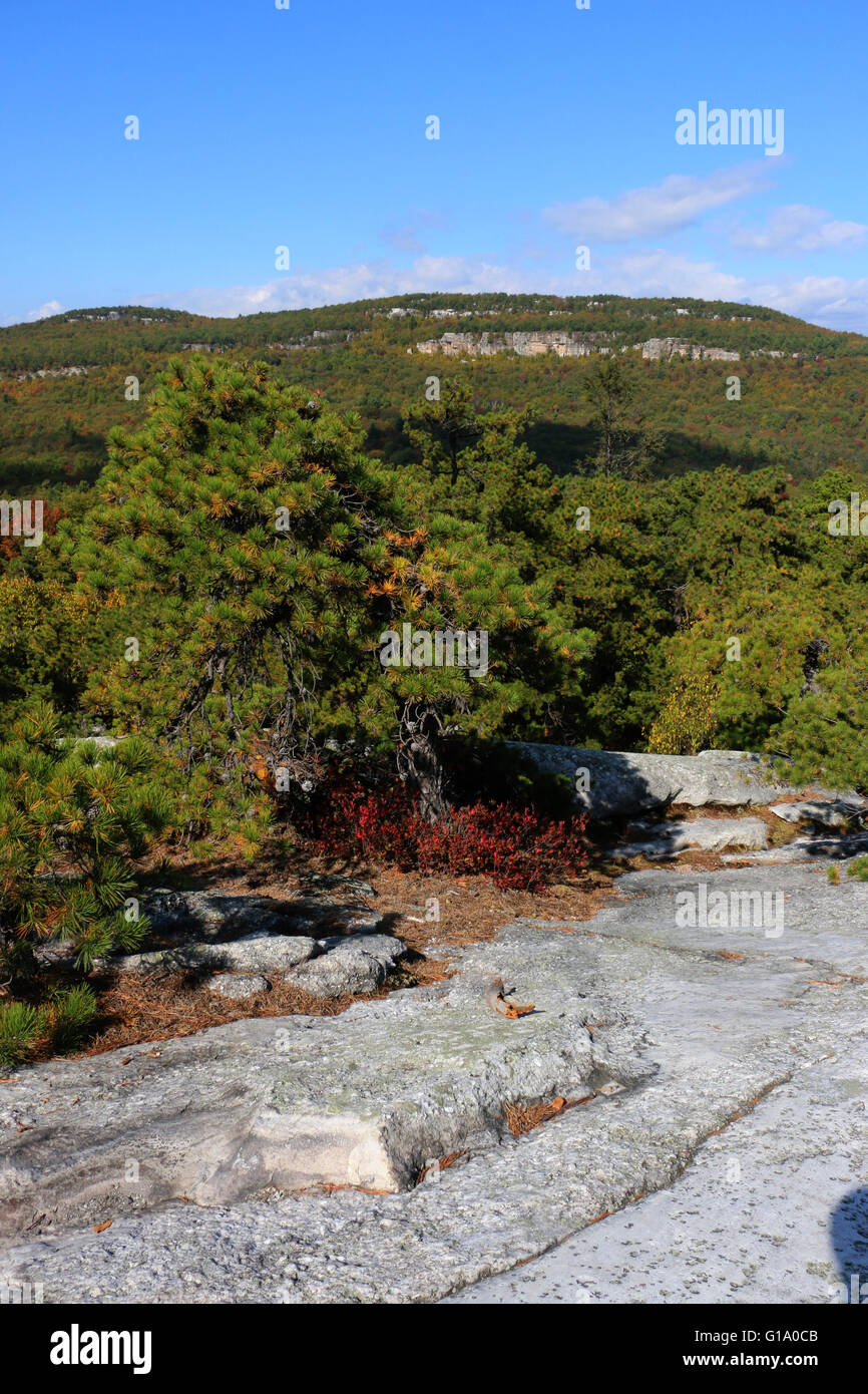 Baum und Felsen Shawangunk Mountains, The Gunks New York Stockfoto
