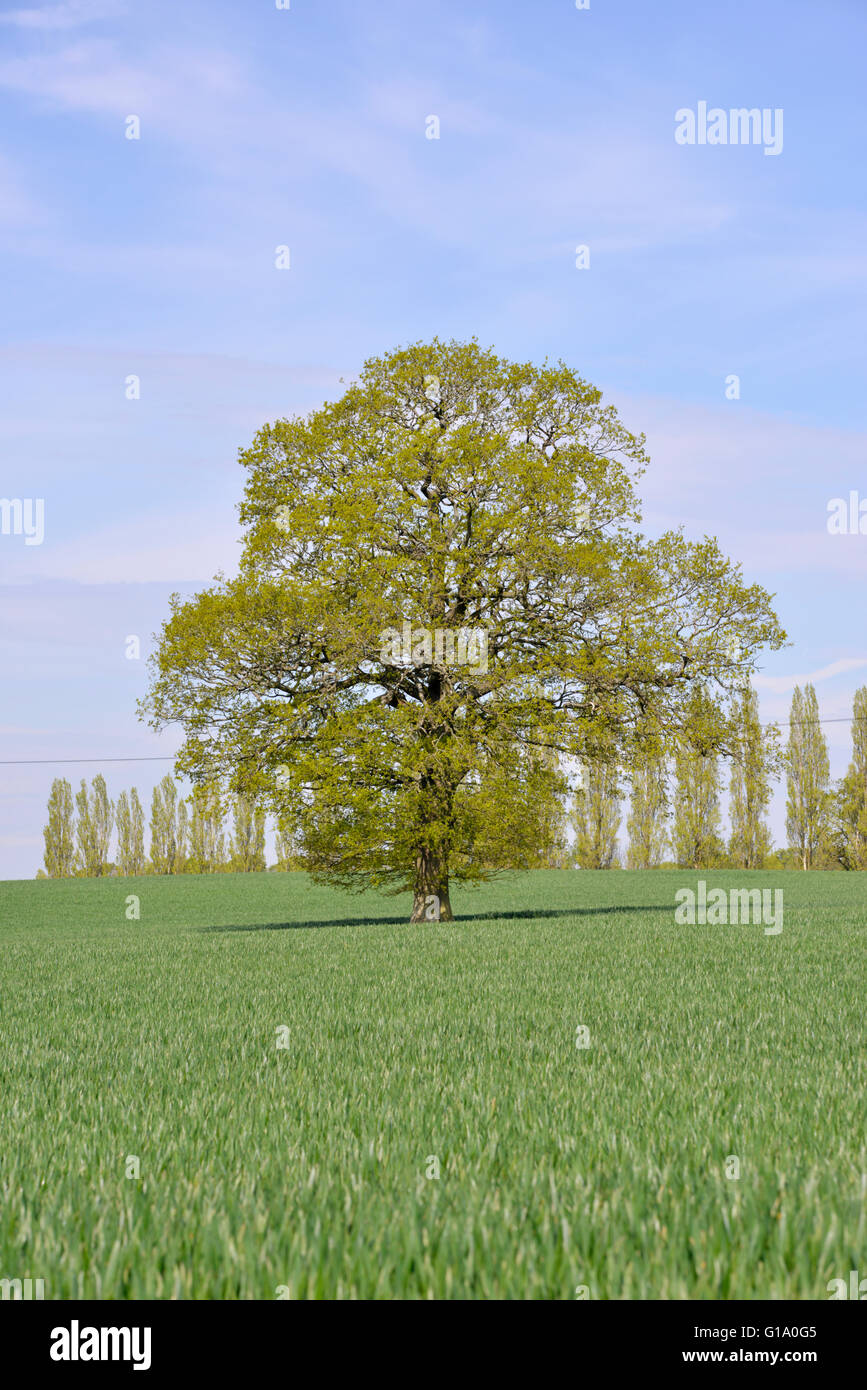 Pedunculate oder englischer Eiche - Quercus Robur - Frühling Stockfoto