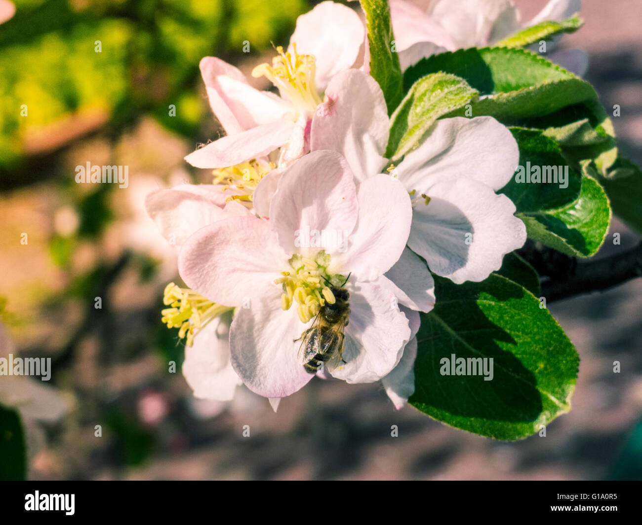 Blühender Apfelbaum im Frühling. Stockfoto