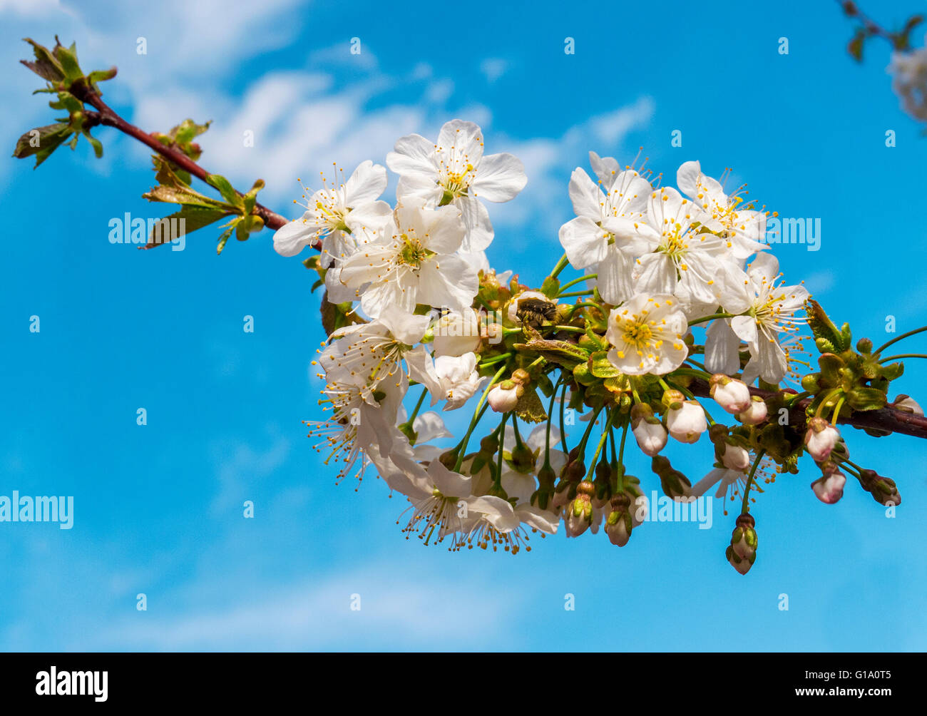 Frühlingsblumen auf Kirschbaum, Nahaufnahme Stockfoto