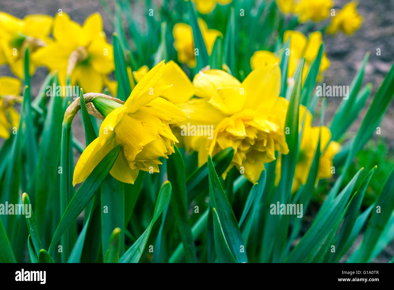 Ausgeliehenen Lilie, Narcissus Pseudonarcissus Amaryllisgewächse Stockfoto