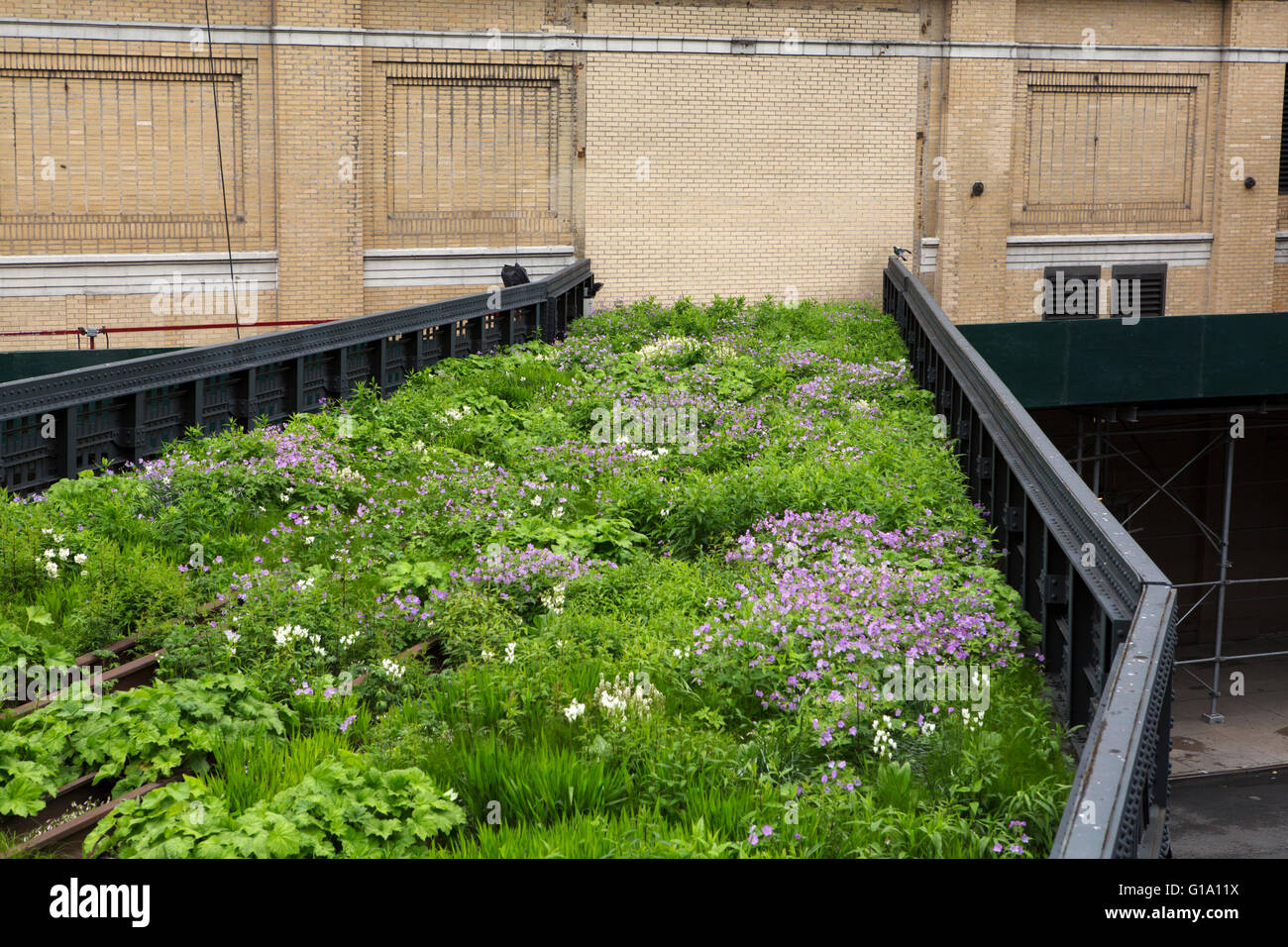 Ein überwucherten Abschnitt der High Line, an der nördlichen Sporn zu bewahren, in New York City, USA. Stockfoto