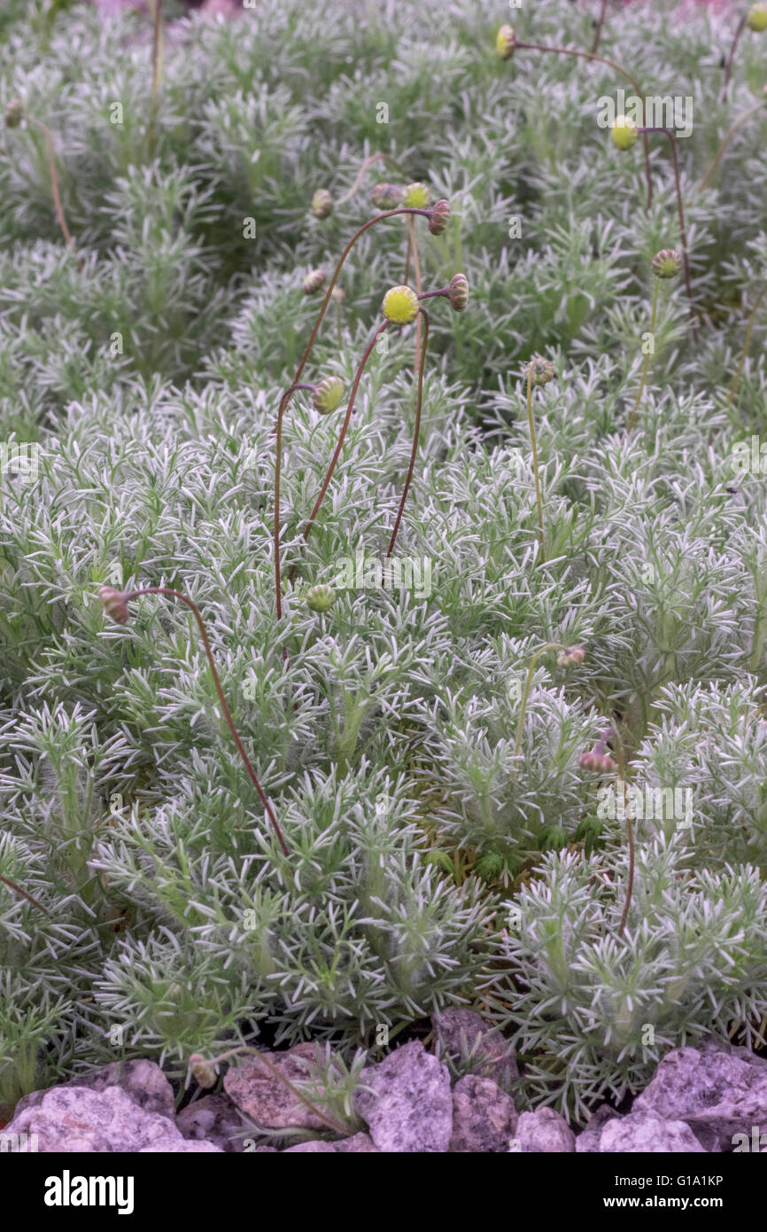 Cotula hispida Stockfoto