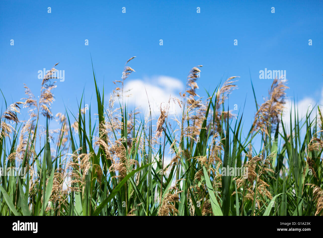 Pflanzen über den blauen Himmel, 2015 Stockfoto