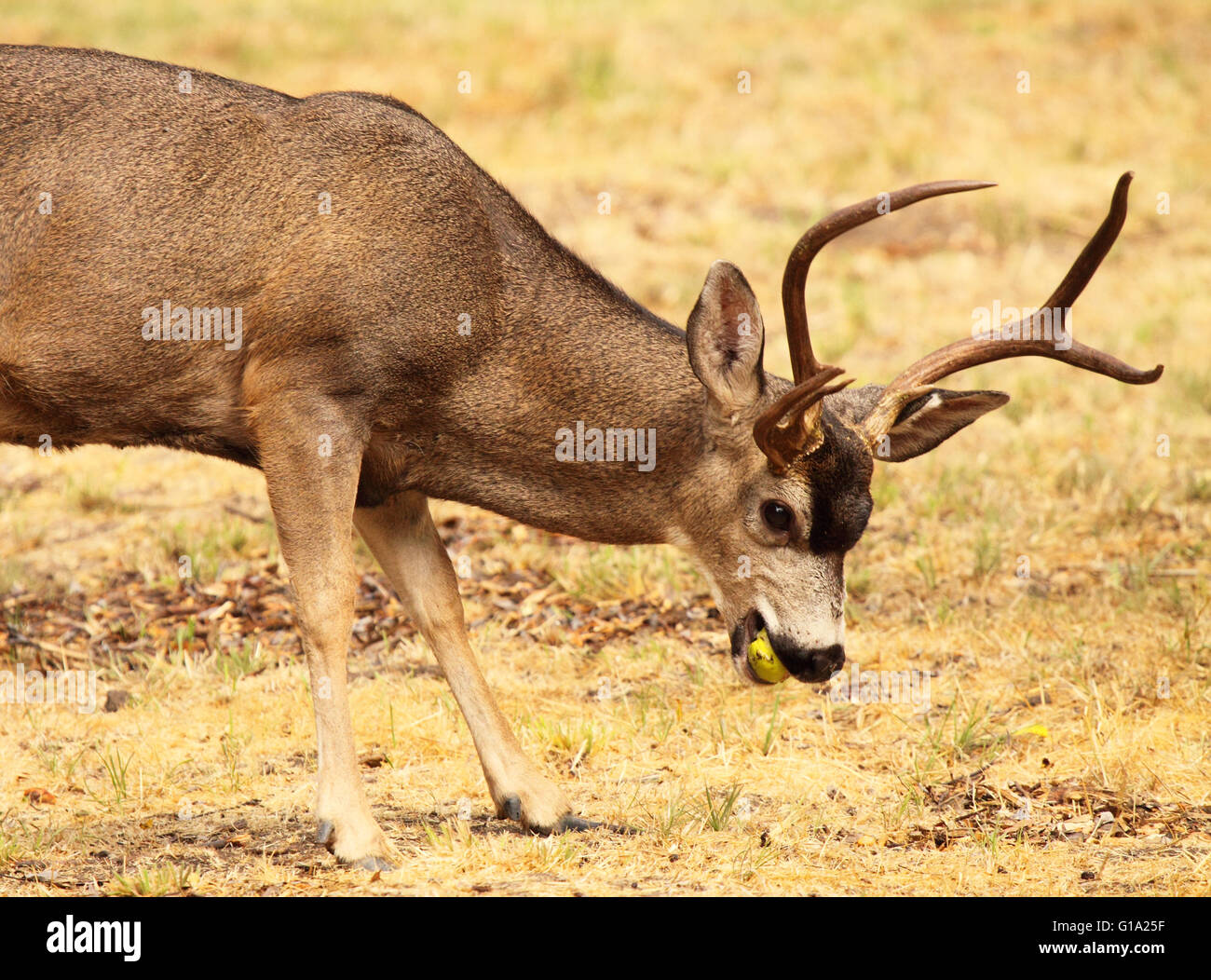 Eine große schwarz - Tailed Hirsche buck einen Apfel essen. Stockfoto