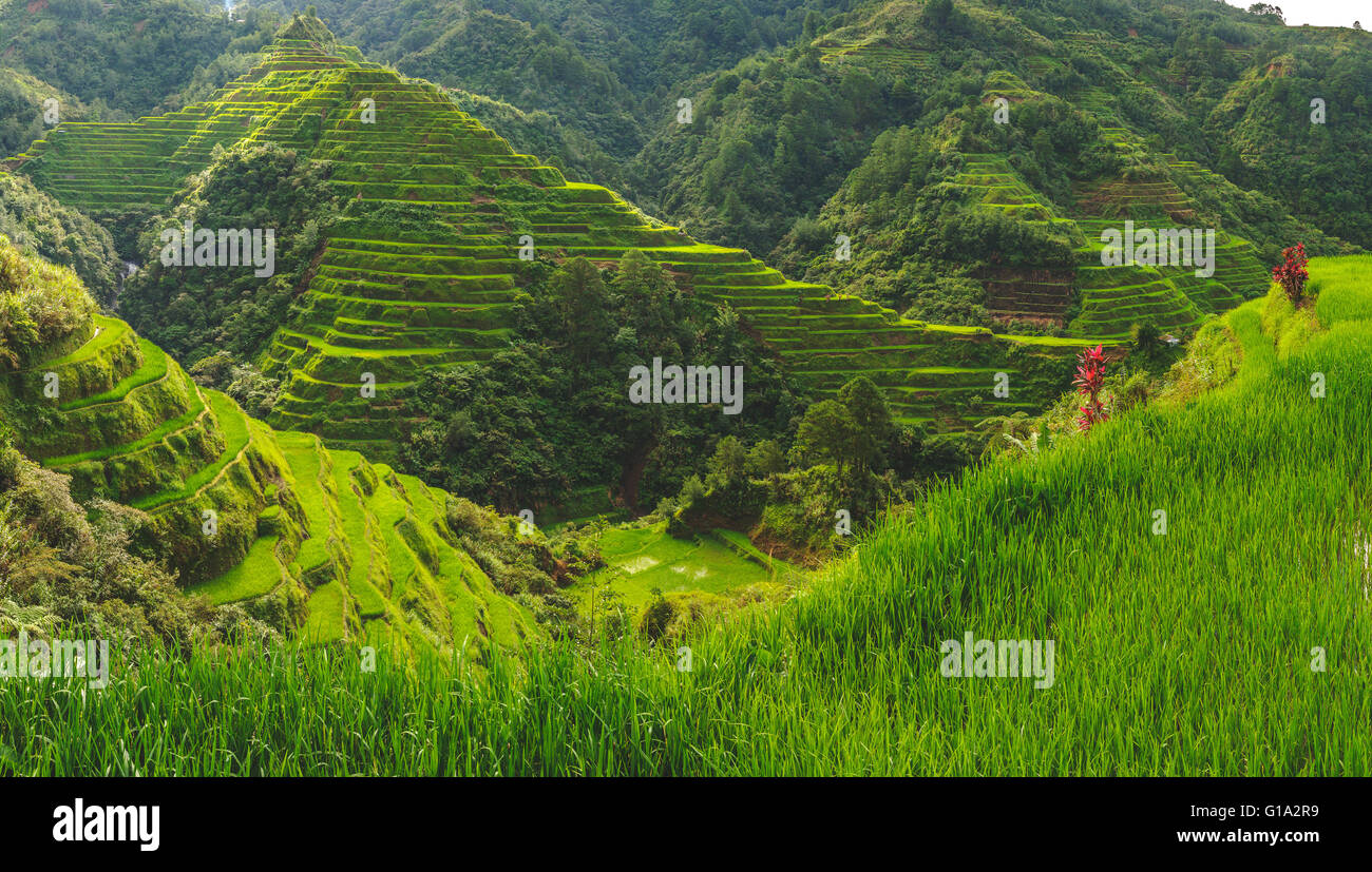 2000 Jahre alten Reisterrassen geschnitzt in den Bergen in Banaue, Nord-Luzon Stockfoto