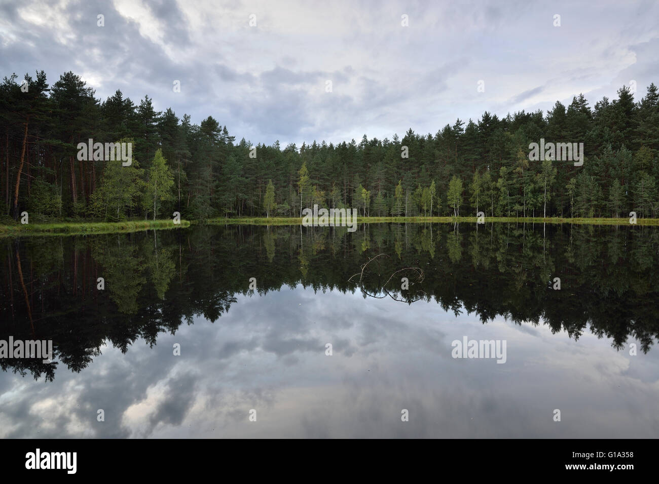 See im Wald Stockfoto