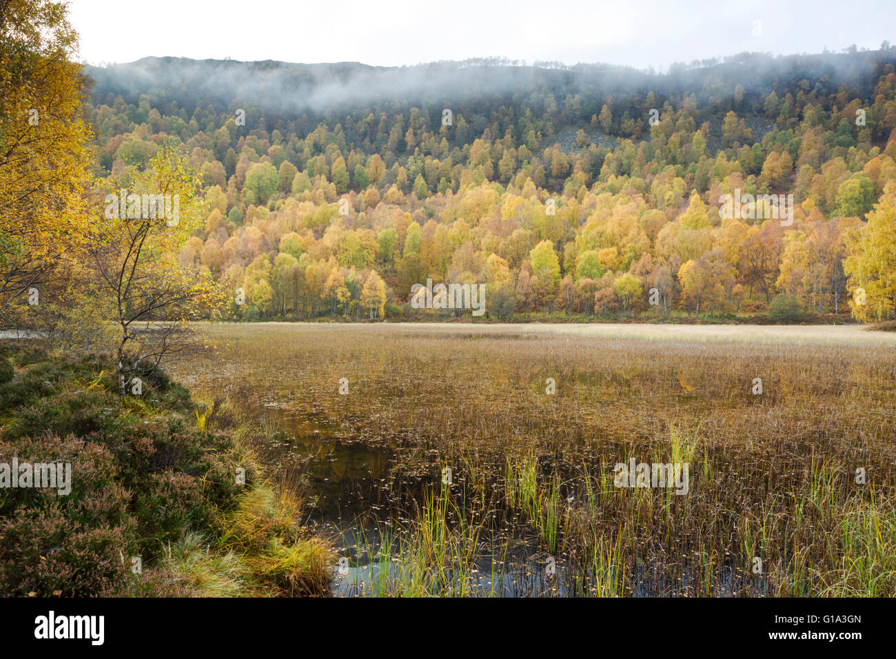Silver Birch Wald, lateinischen Namen Betula Pendel, zeigt Herbstfarben in Craigellachie National Nature Reserve Stockfoto