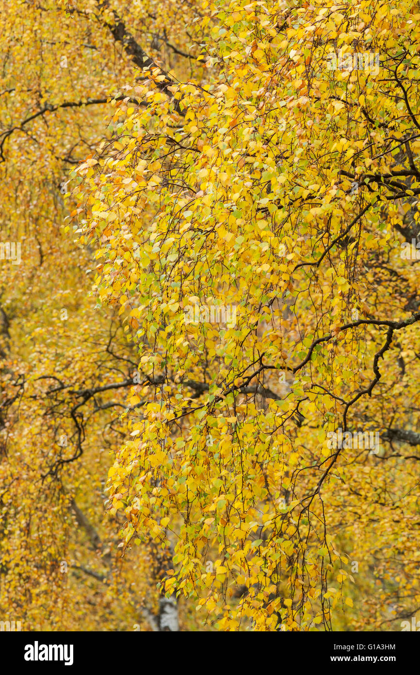 Silver Birch Tree hautnah auf Blätter, lateinischer Name Betula Pendel, zeigt Herbstfarben Stockfoto
