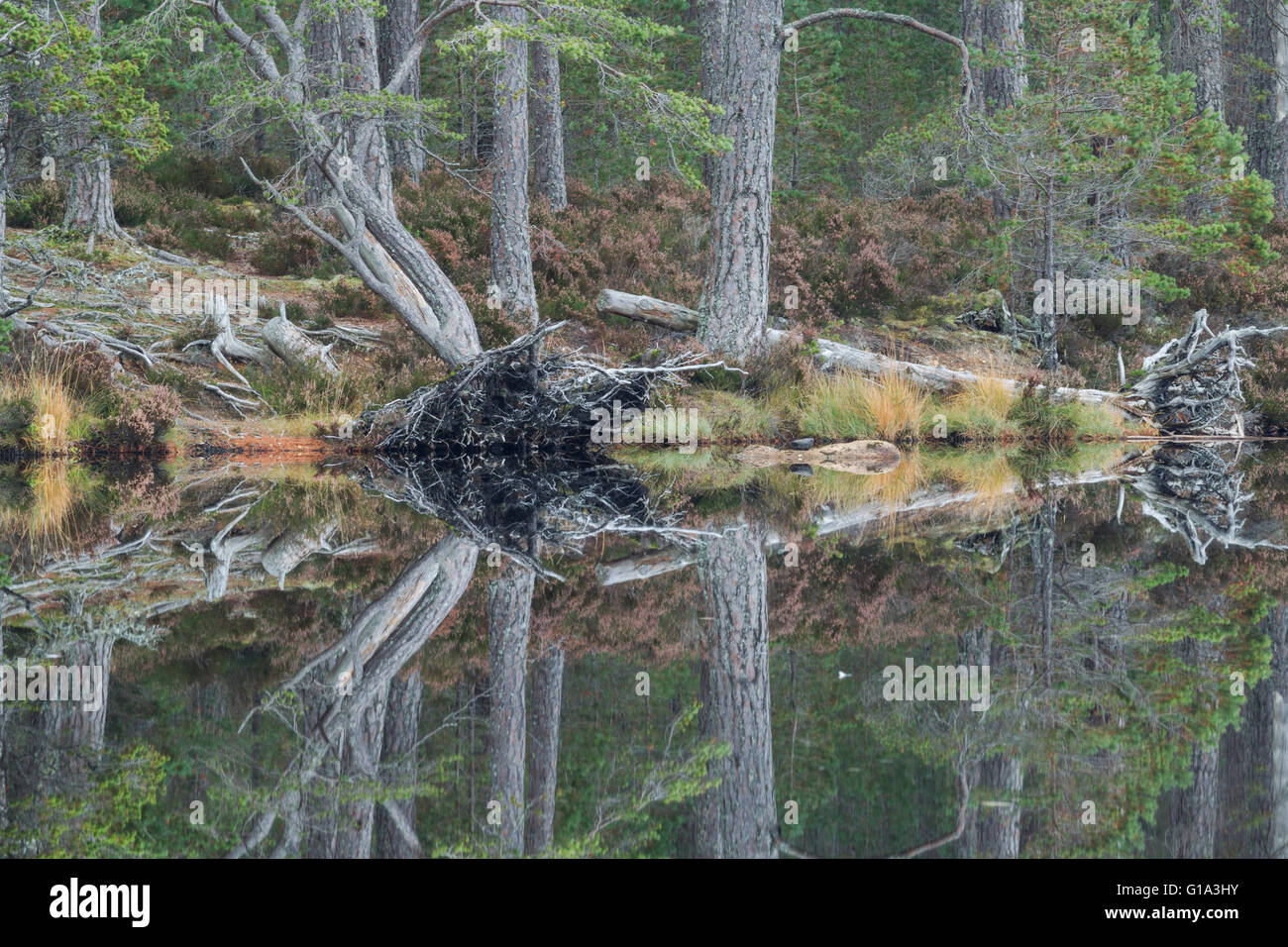 Föhren, lateinischer Name Pinus Sylvestris, Reflexionen in ruhigem Wasser am Loch Mallachie im Cairngorms National Park Stockfoto