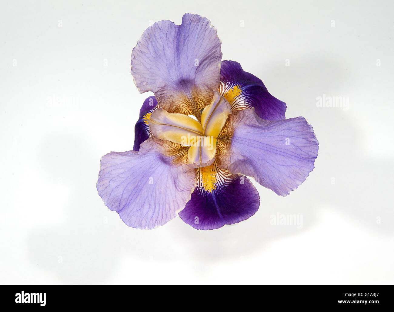 Iris 'Fastenzeit A Williamson"(Iridaceae) in ein geschliffenes Glasvase vor weißem Hintergrund Stockfoto