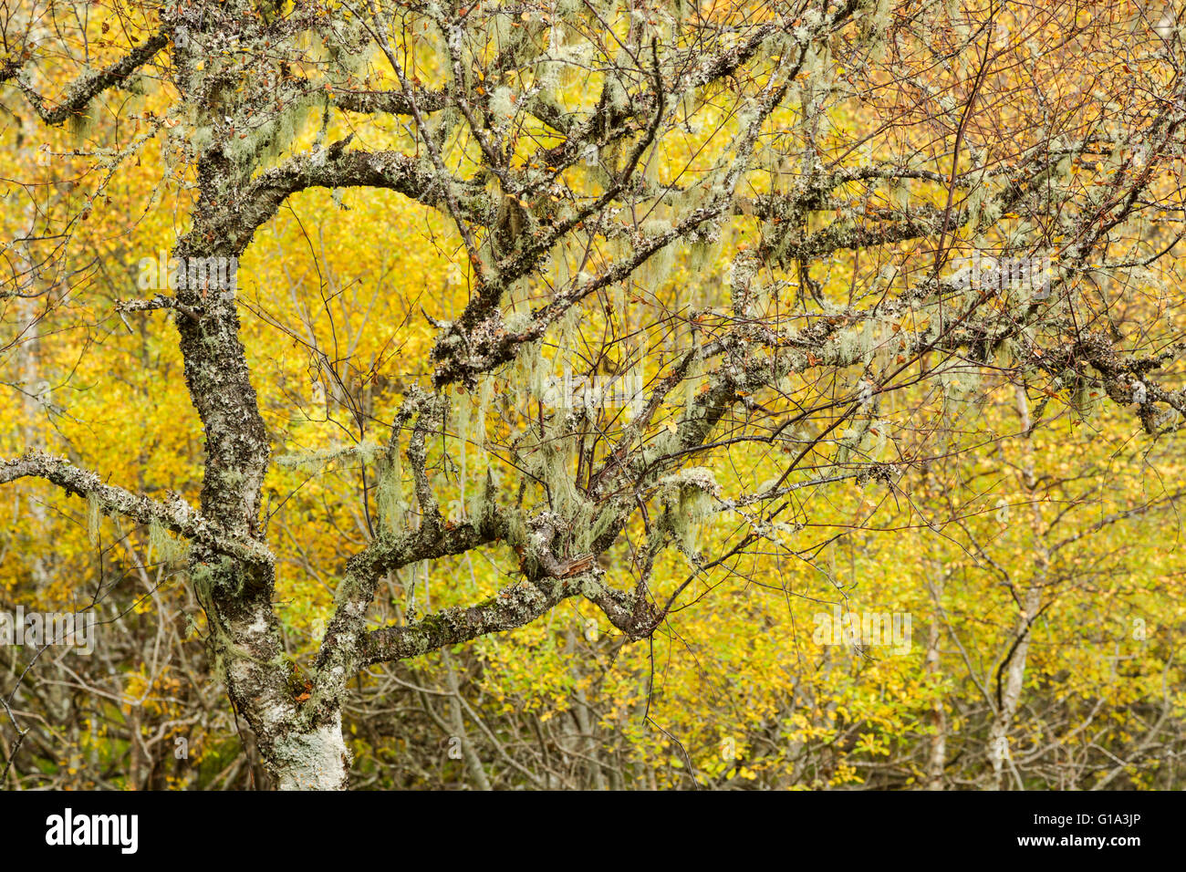 Silver Birch Wald, lateinischen Namen Betula Pendel, zeigt Herbstfarben und Flechten bedeckt Äste Stockfoto