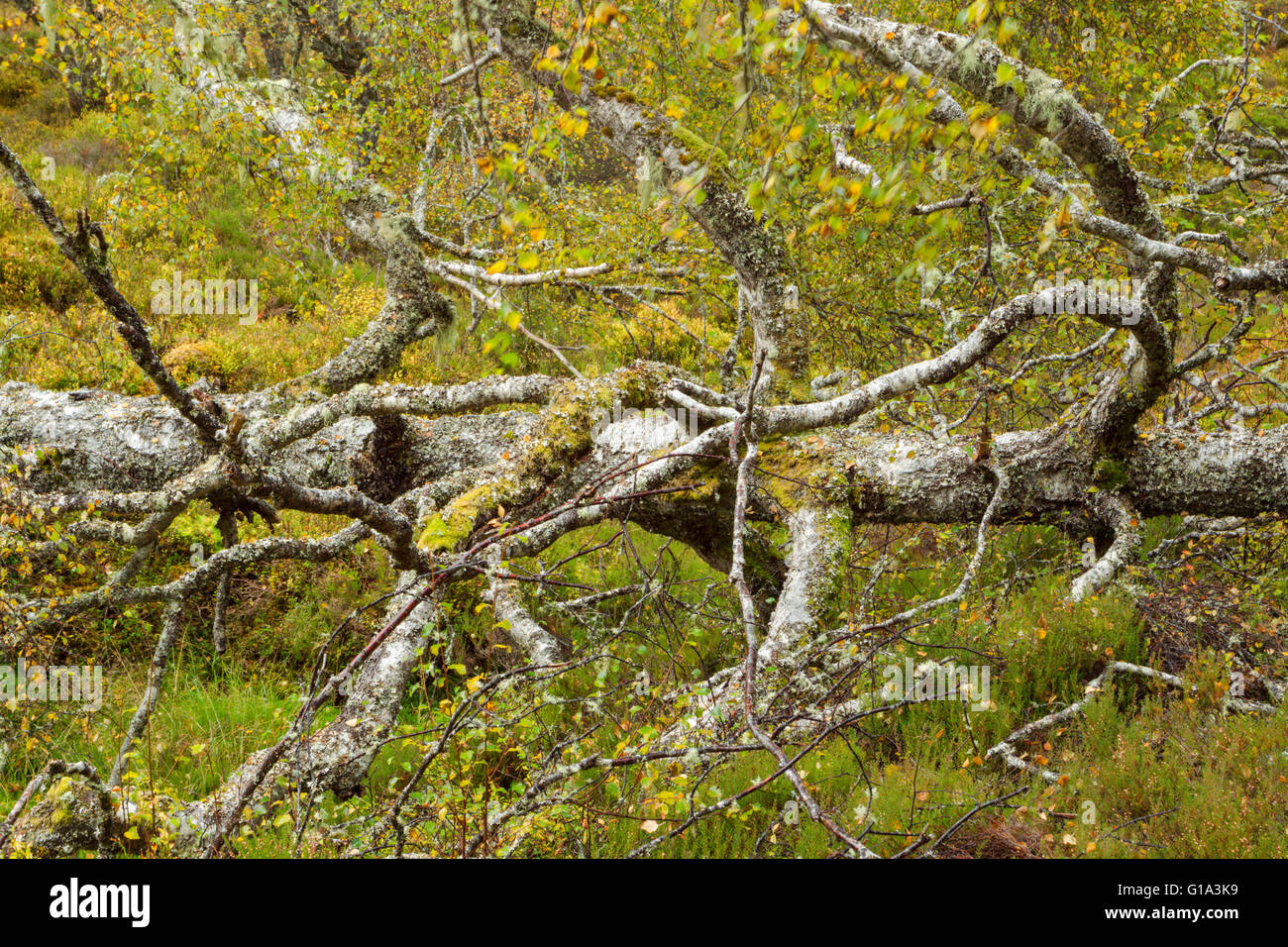 Silver Birch Tree, lateinischer Name Betula Pendel, gefallene und Verlegung auf dem Boden im Wald nach einem Sturm zeigt Herbstfarben Stockfoto
