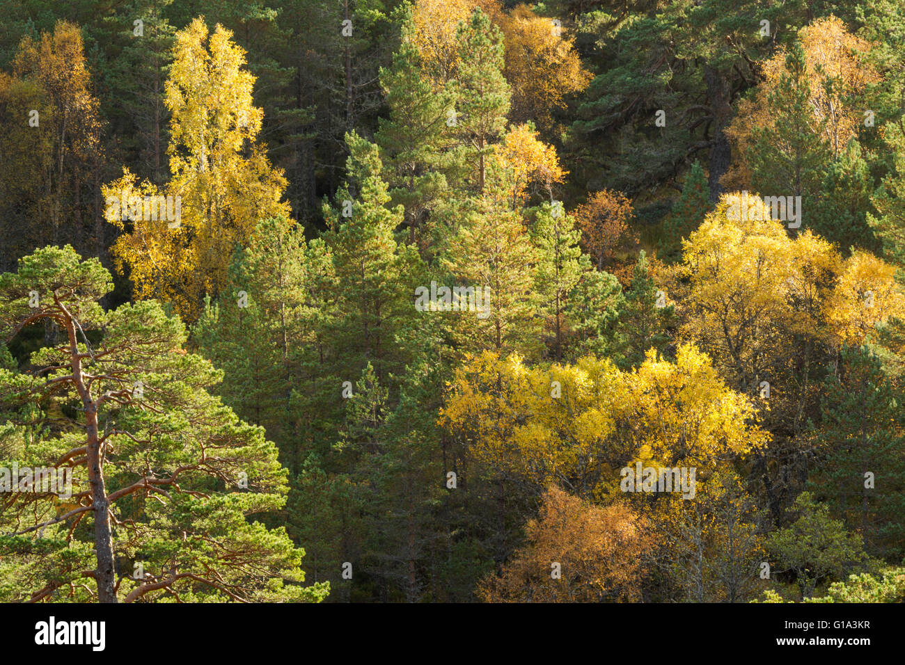 Hinterleuchtete glühende Mischung aus Waldkiefern, lateinischer Name Pinus Sylvestris und Silber Birken, lateinischer Name Betula Pendel Stockfoto