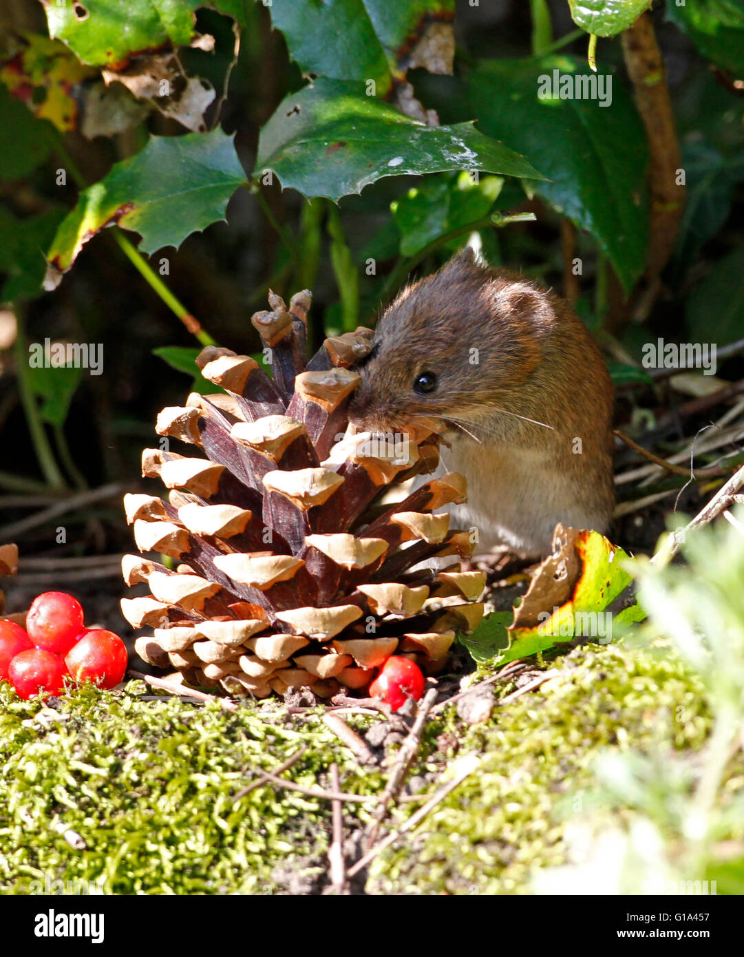 Rötelmaus (Myodes Glareolus) Stockfoto