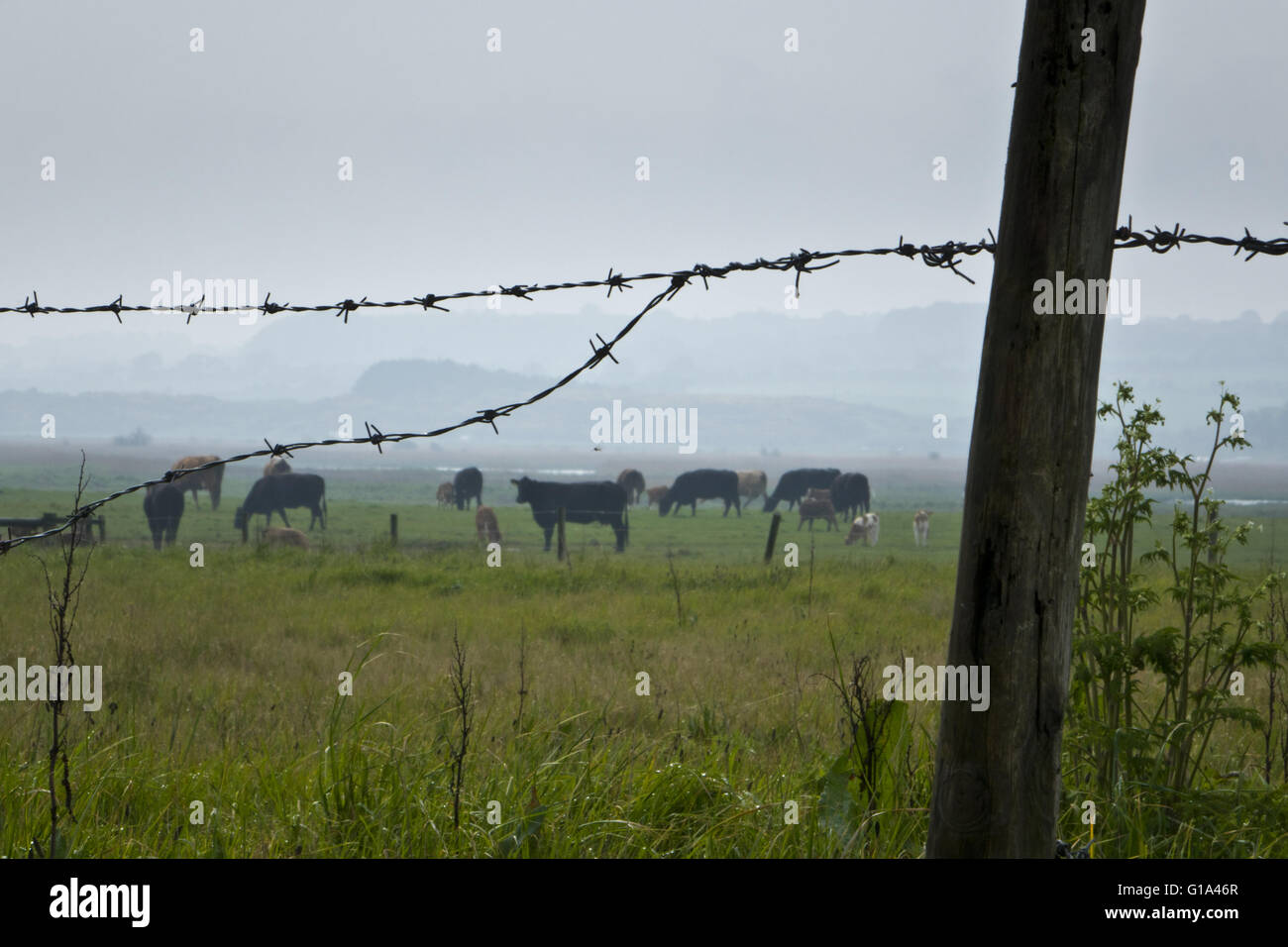 Rinder auf Salz-Sumpf Stockfoto