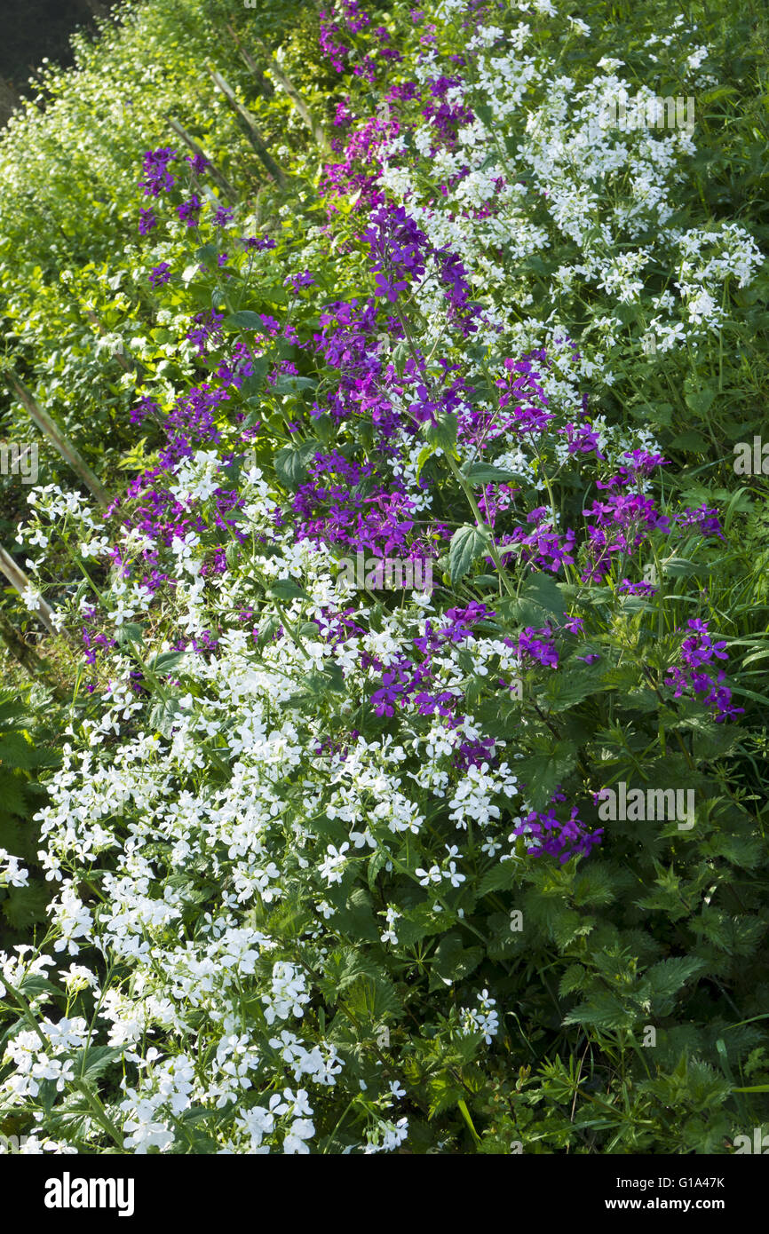 Lila blumen in england Fotos und Bildmaterial in hoher Auflösung Alamy
