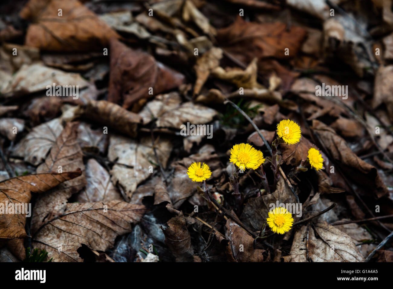 Vorfrühling in Deutschland Wald Stockfoto