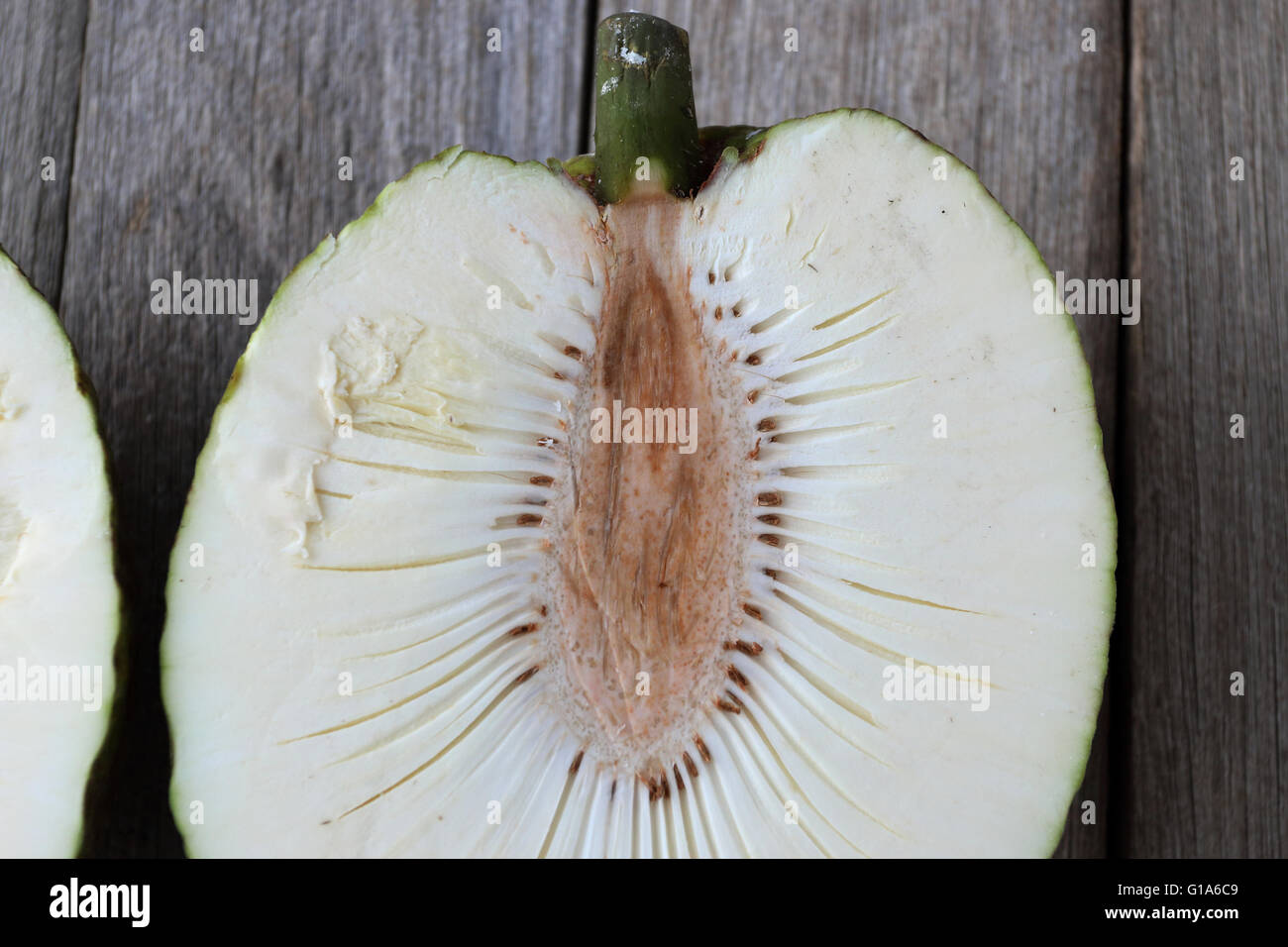 Details der frischen Brotfrucht oder auch bekannt als Artocarpus Altilis hautnah Stockfoto