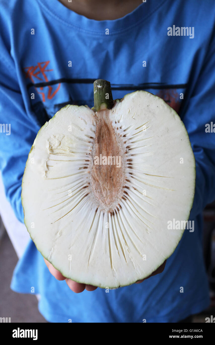 Holding Half cut-frische Brotfrüchte oder auch bekannt als Artocarpus altilis Stockfoto
