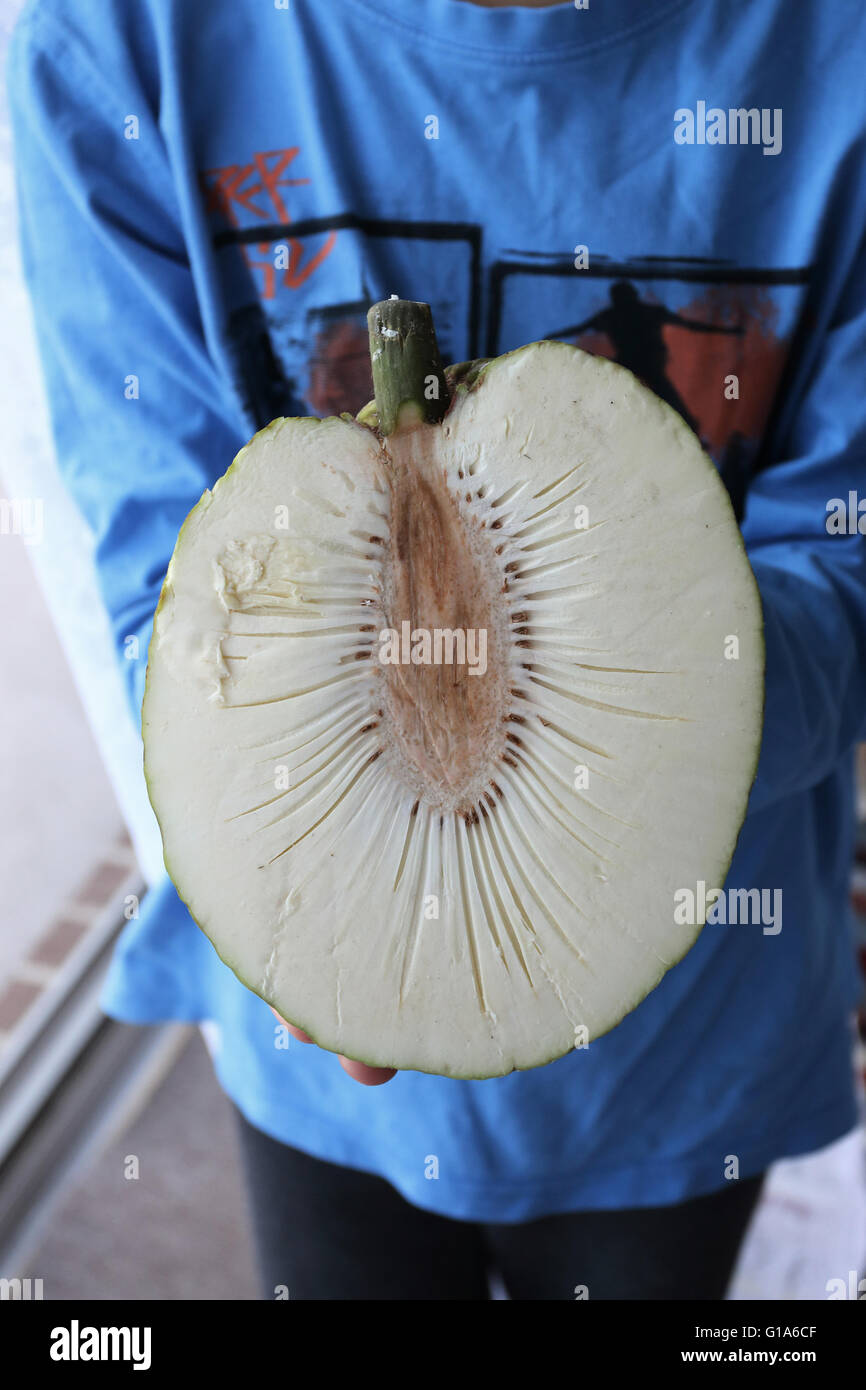 Holding Half cut-frische Brotfrüchte oder auch bekannt als Artocarpus altilis Stockfoto