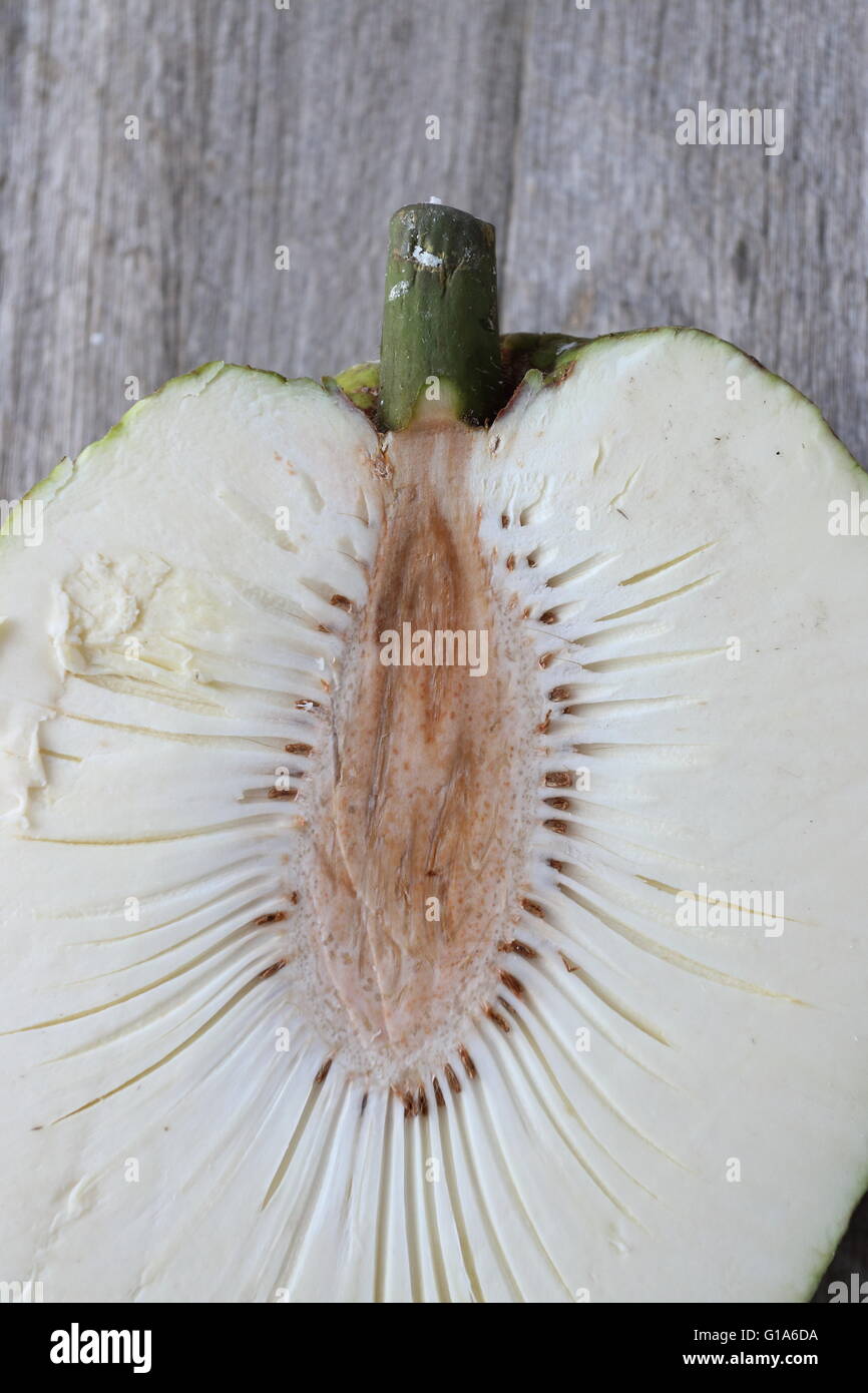 Details der frischen Brotfrucht oder auch bekannt als Artocarpus Altilis hautnah Stockfoto