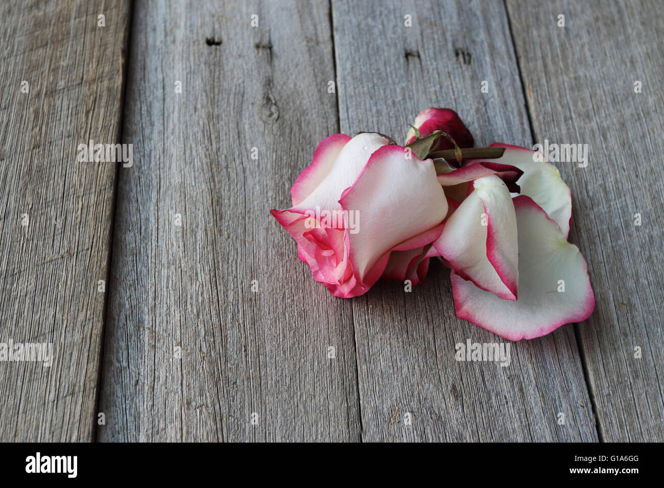 Rosen-Blumen und Blütenblätter auf rustikalem Holzbrett Stockfoto