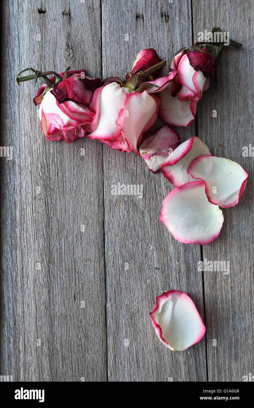 Rosen-Blumen und Blütenblätter auf rustikalem Holzbrett - Draufsicht Stockfoto
