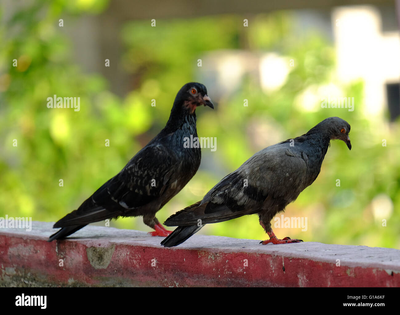 Taube in Asien, Thailand (Tiefenschärfe) Stockfoto