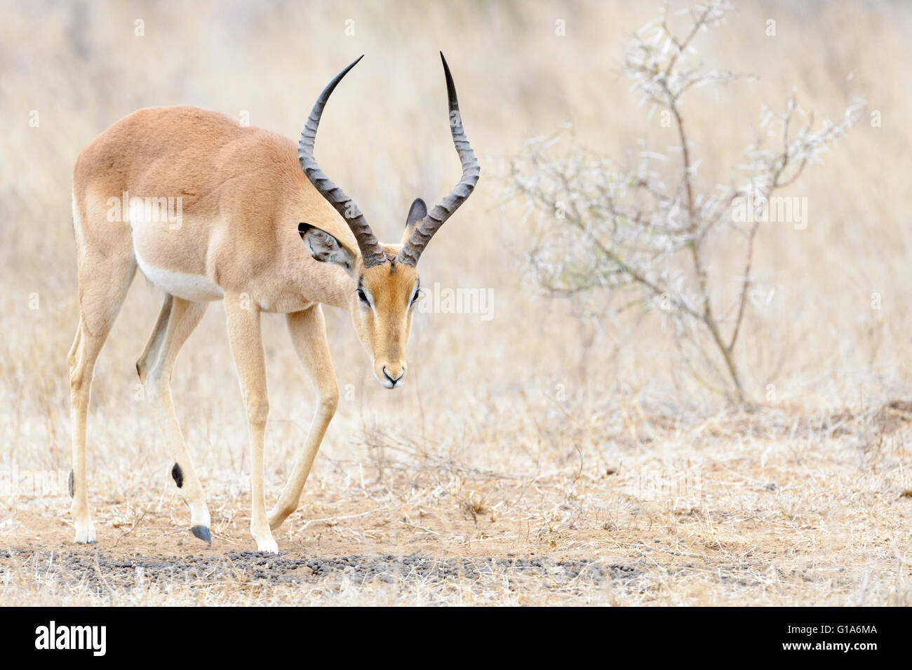 Impala (Aepyceros melampus) männlich, Krüger Nationalpark, Südafrika Stockfoto