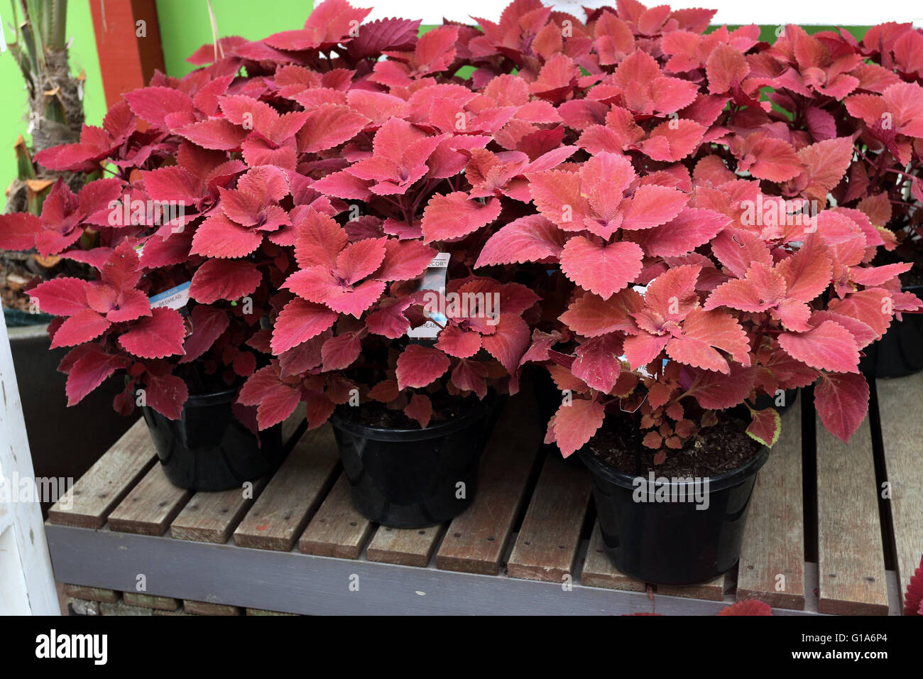 Red Head Sun Coleus oder bekannt als Solenostemon Scutellarioides wächst in einem Topf Stockfoto