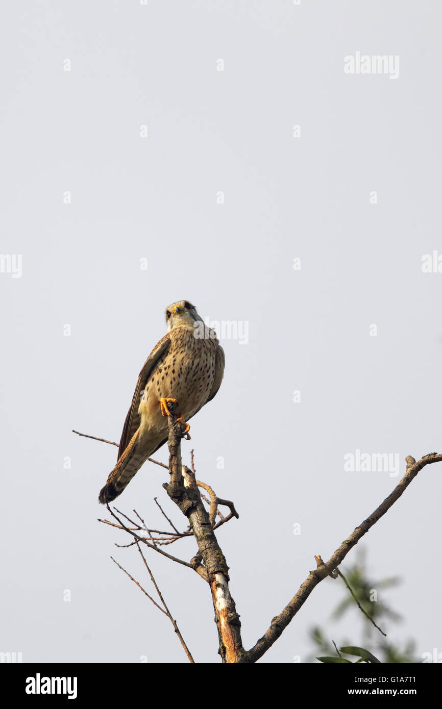 Weiblichen Turmfalken (Falco Tinnunculus) sitzt auf seinem Hochsitz in Frankfurt am Main, Deutschland. Stockfoto