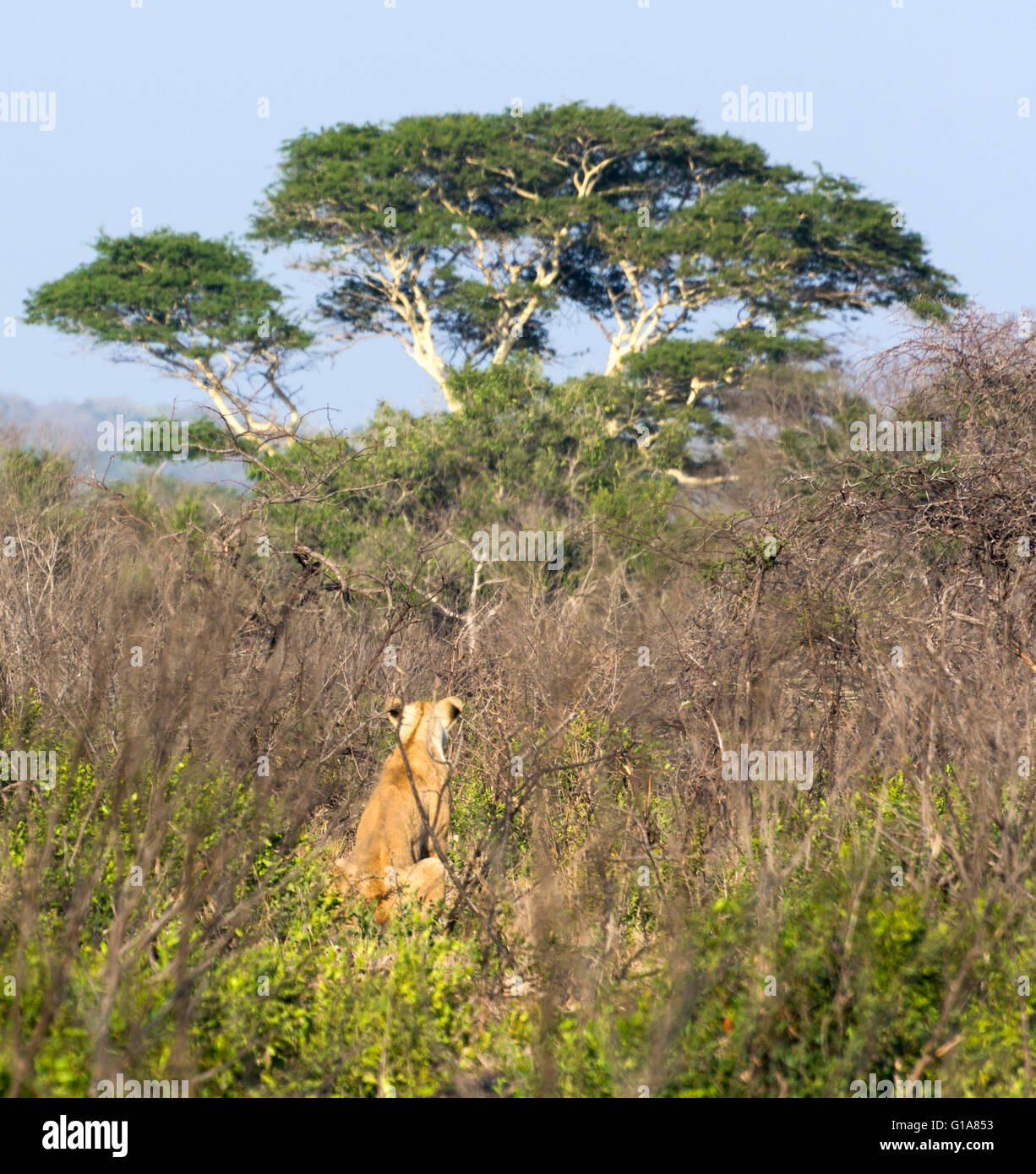 Jungen männlichen Löwen beobachten. KwaZulu Natal, Südafrika Stockfoto