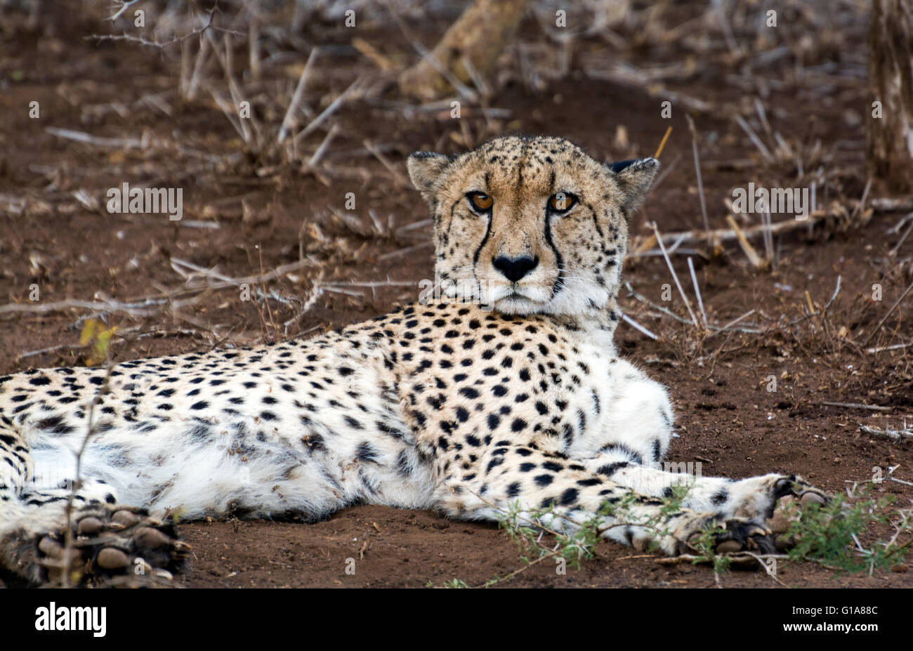 Cheetah Sichtung auf Safari im Phinda Private Game Reserve, KwaZulu Natal, Südafrika Stockfoto