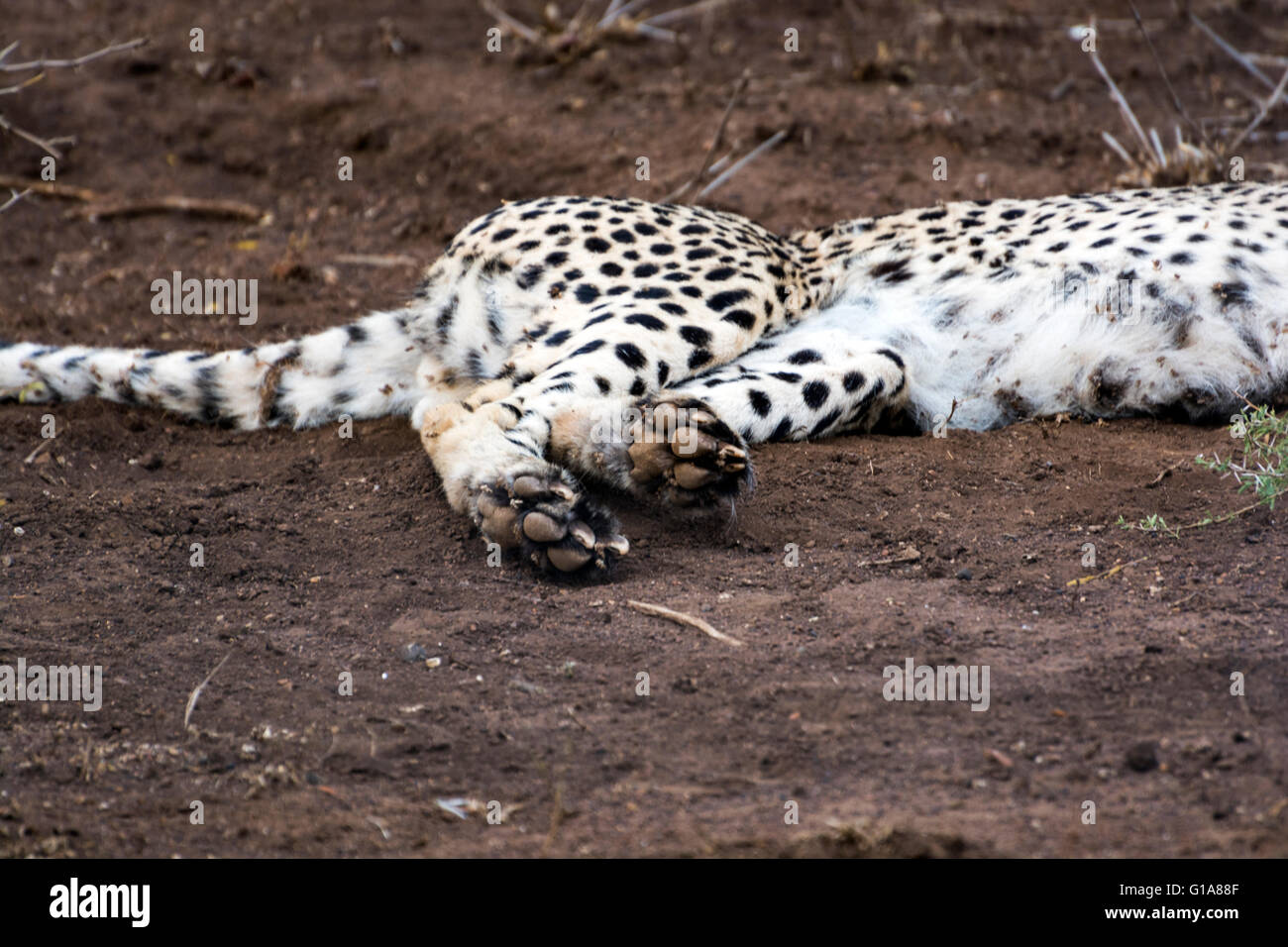 Cheetah Sichtung auf Safari im Phinda Private Game Reserve, KwaZulu Natal, Südafrika Stockfoto