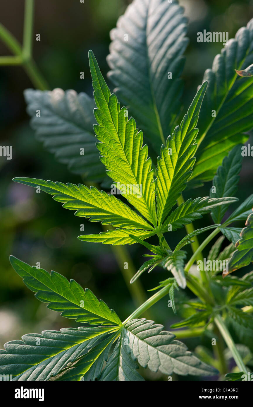 Cannabis Sativa-Pflanze in der Sonne Stockfoto
